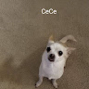 Meet your Posher, Stacey